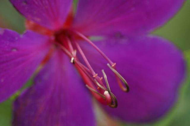 のぼたんの花３種