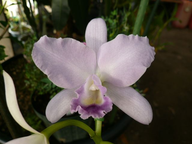 Blc.Lois Mc.Neil 'Ace'