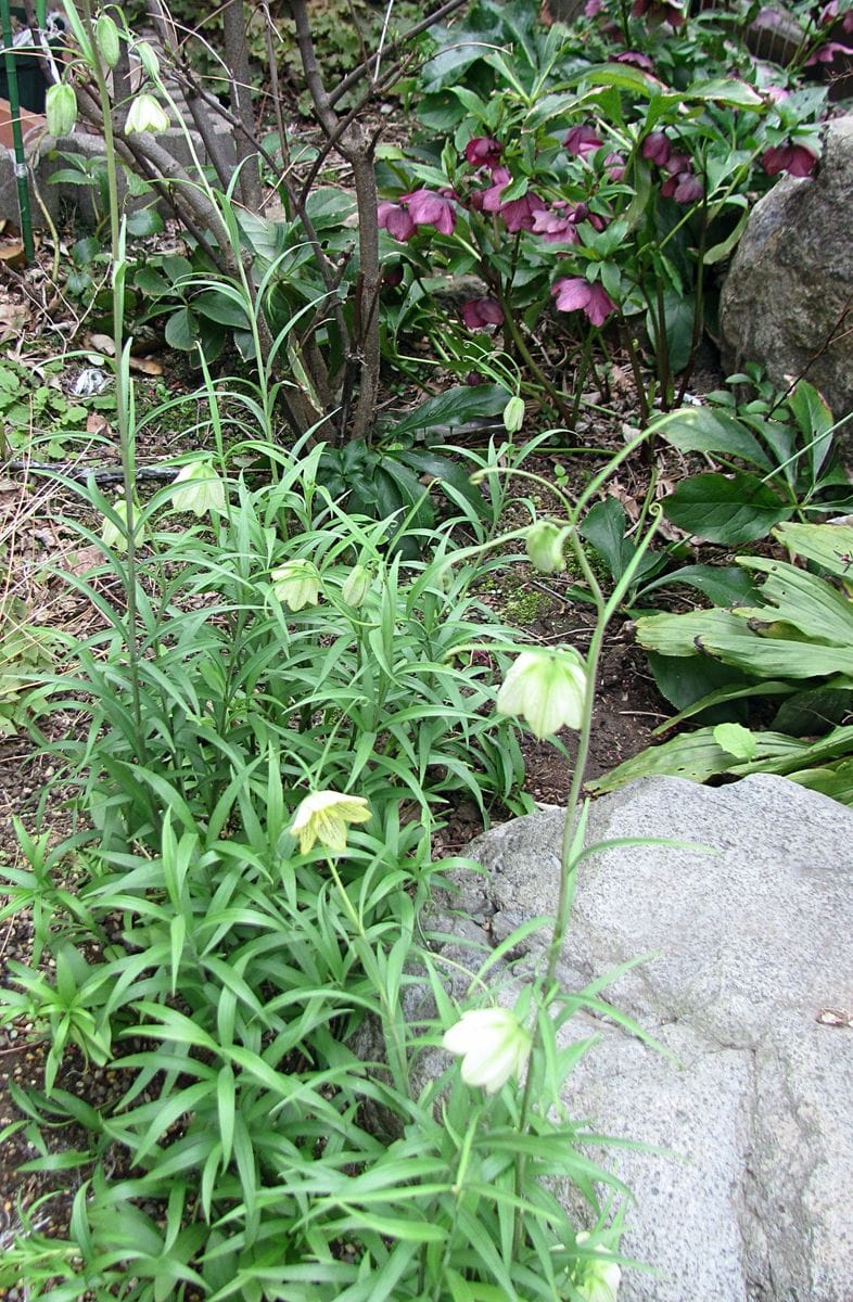 バイモの花