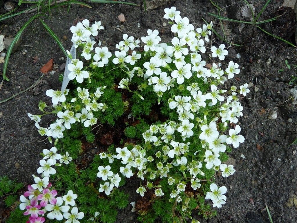 雲間草　サキシフラガ