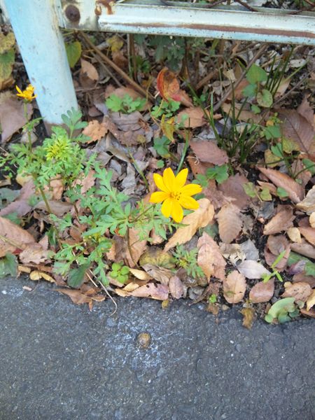 こぼれダネでもう開花