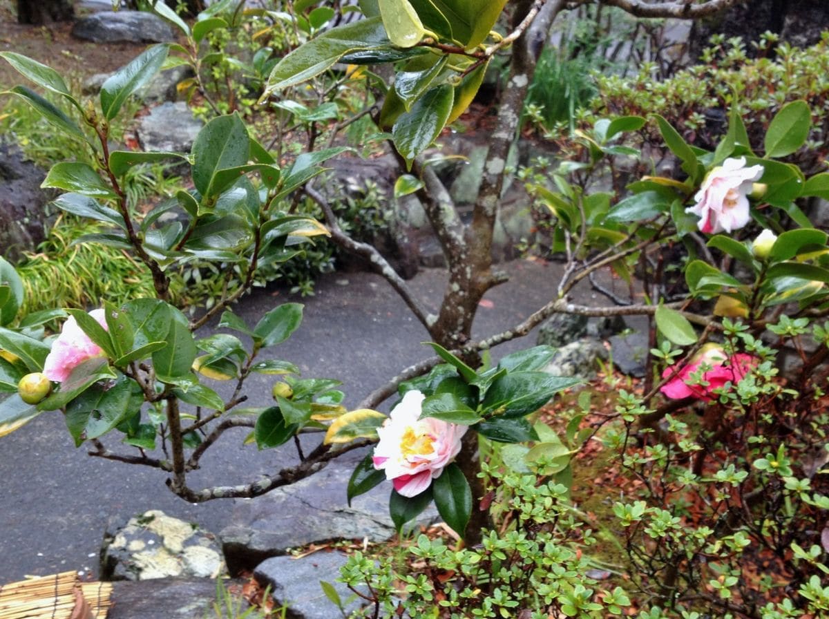 雨の中に咲いた五色椿のピンク
