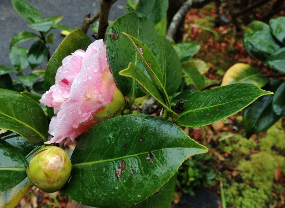 雨の中に咲いた五色椿のピンク