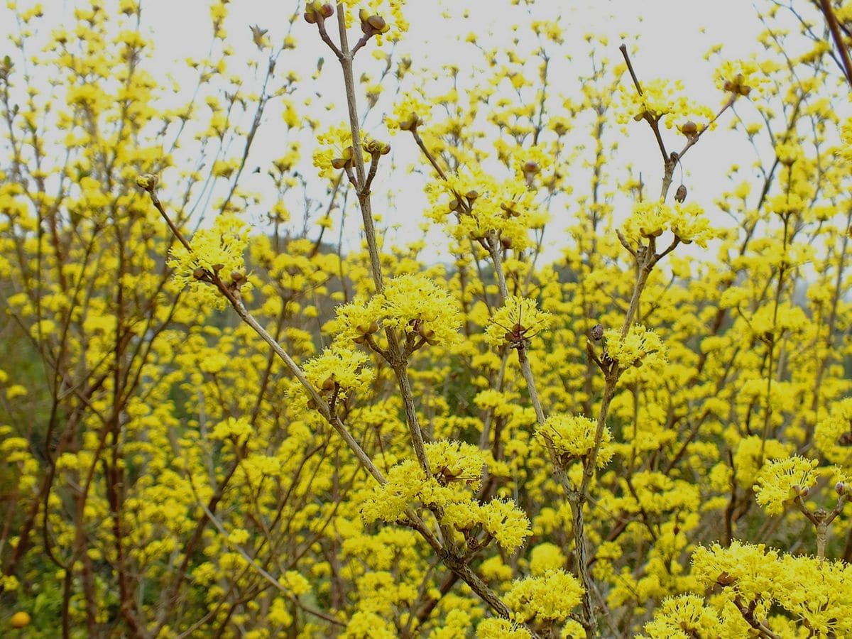 庭の花