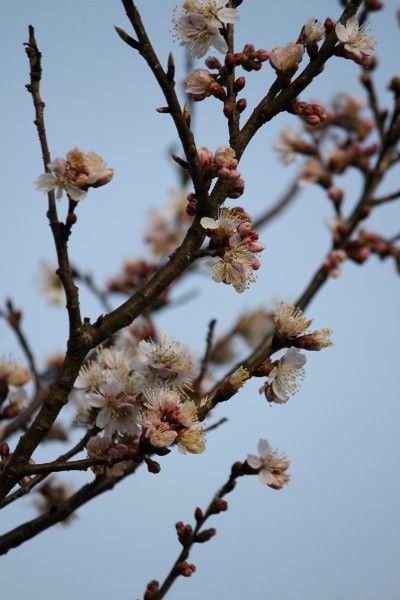 暖地さくらんぼの花