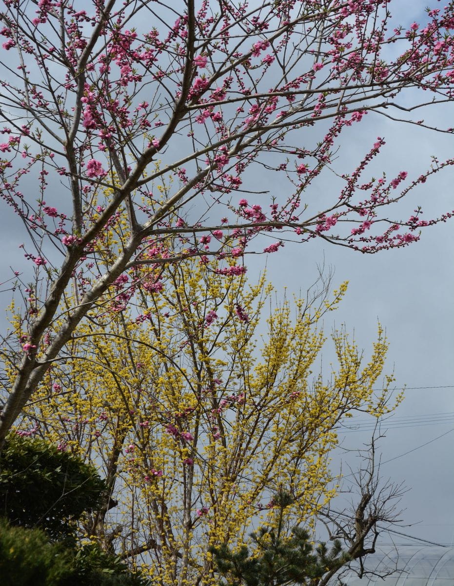 桃の花開花