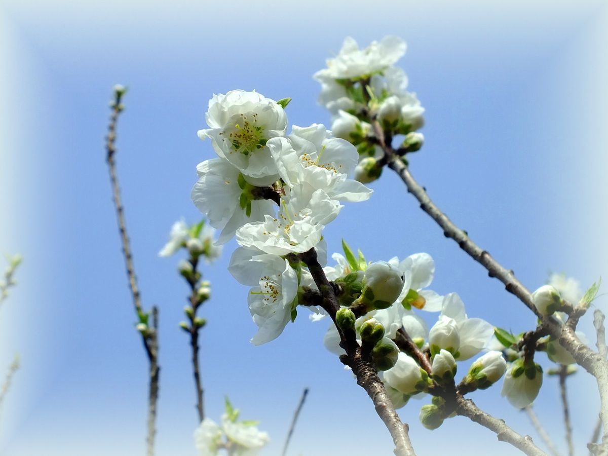 花桃が綺麗です