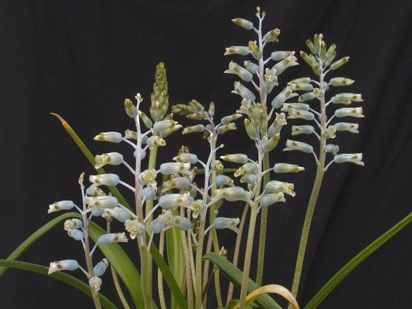 Lachenalia×３