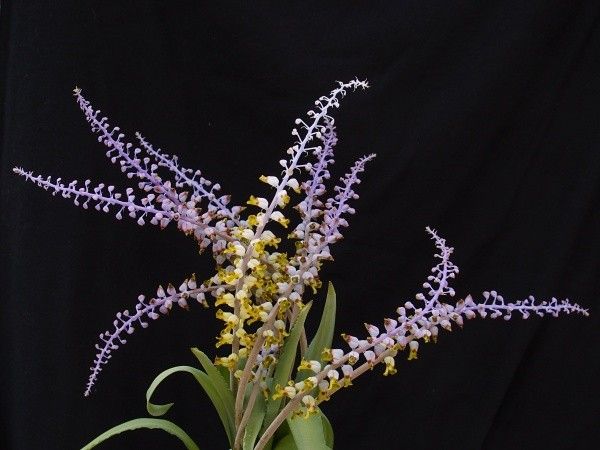 Lachenalia×３