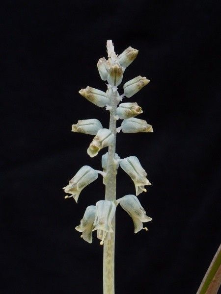 Lachenalia×３