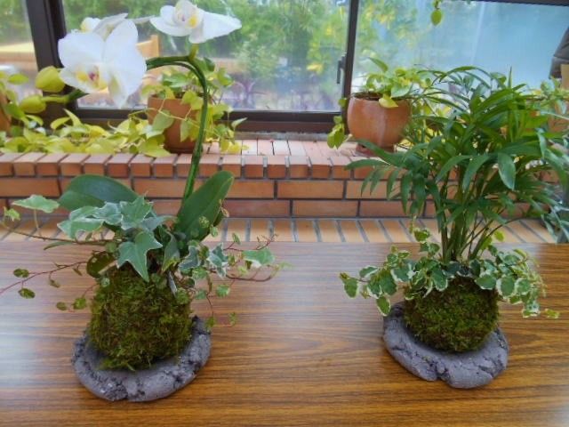 福岡市植物園・・蘭展