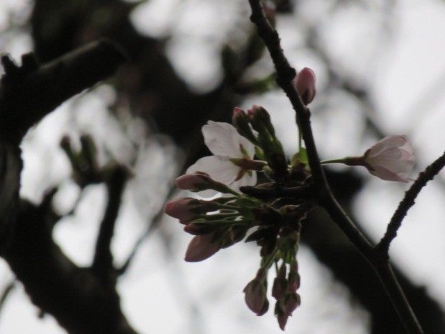 通勤途上（桜開花宣言）