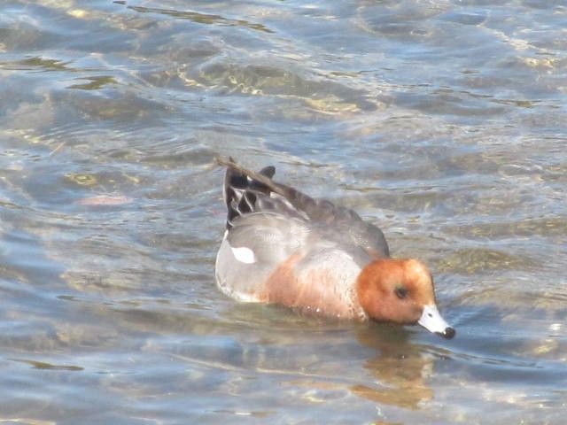 水ぬるむ候ーなぜ、ホテイアオイ？