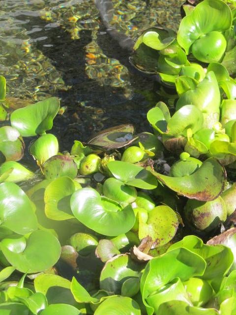 水ぬるむ候ーなぜ、ホテイアオイ？