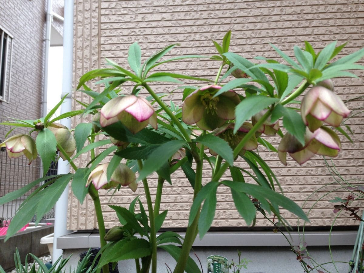 クリロ開花中