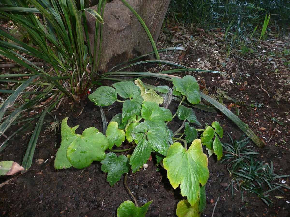 シュウメイギクの植付