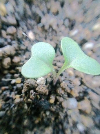 3月9日播種の野菜類の発芽