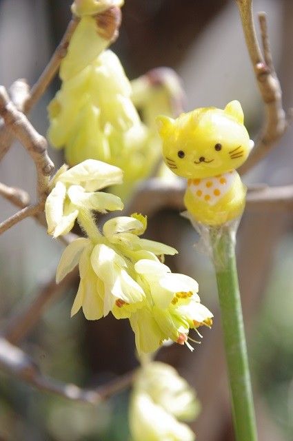 土佐ミズキ咲いた