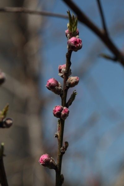 花桃は、もうじき