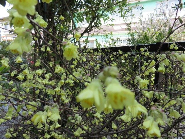 春は馬車にのって⑤木の花