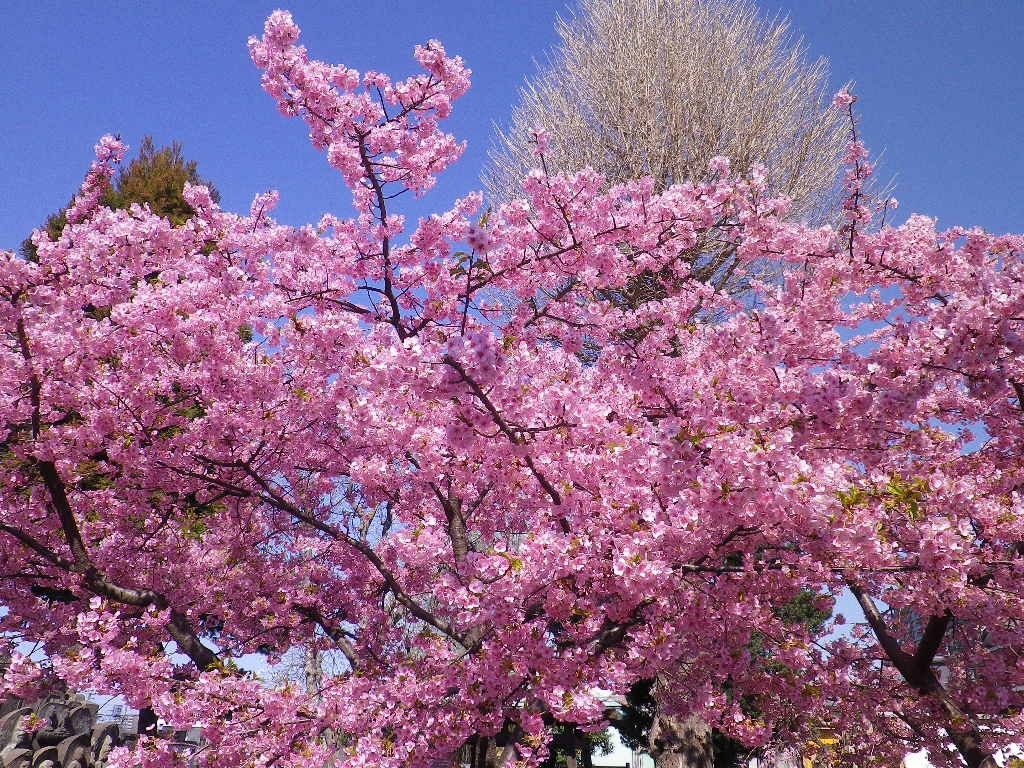 桜の季節