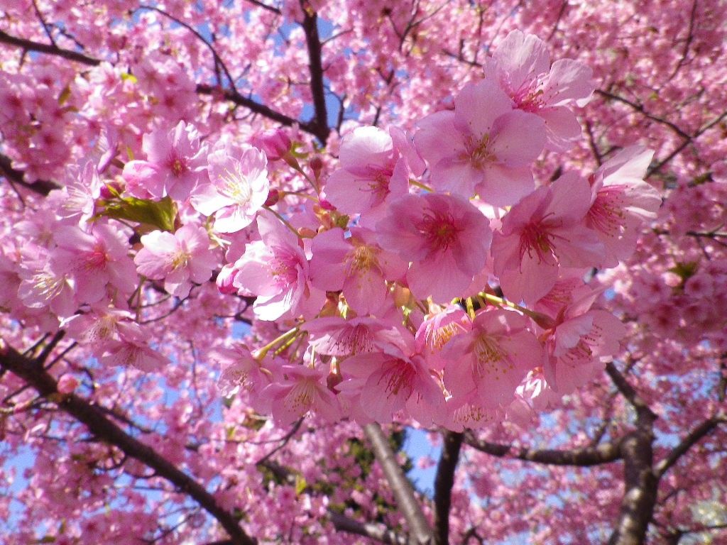 桜の季節