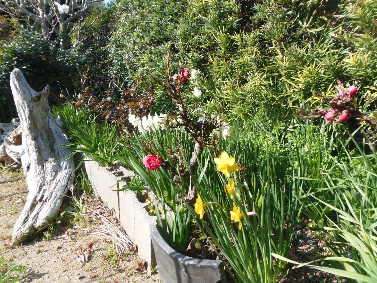 今日の花だより