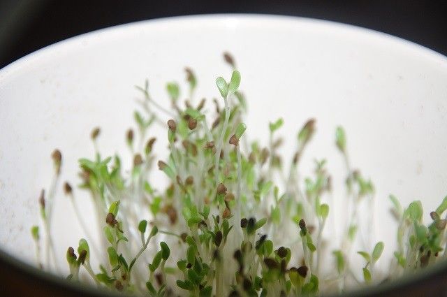 種からの矢車草