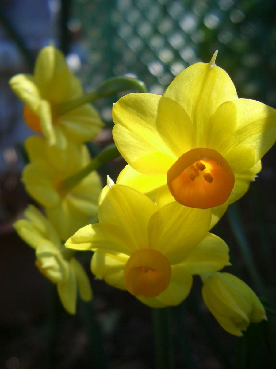 水仙のお花とつぼみ