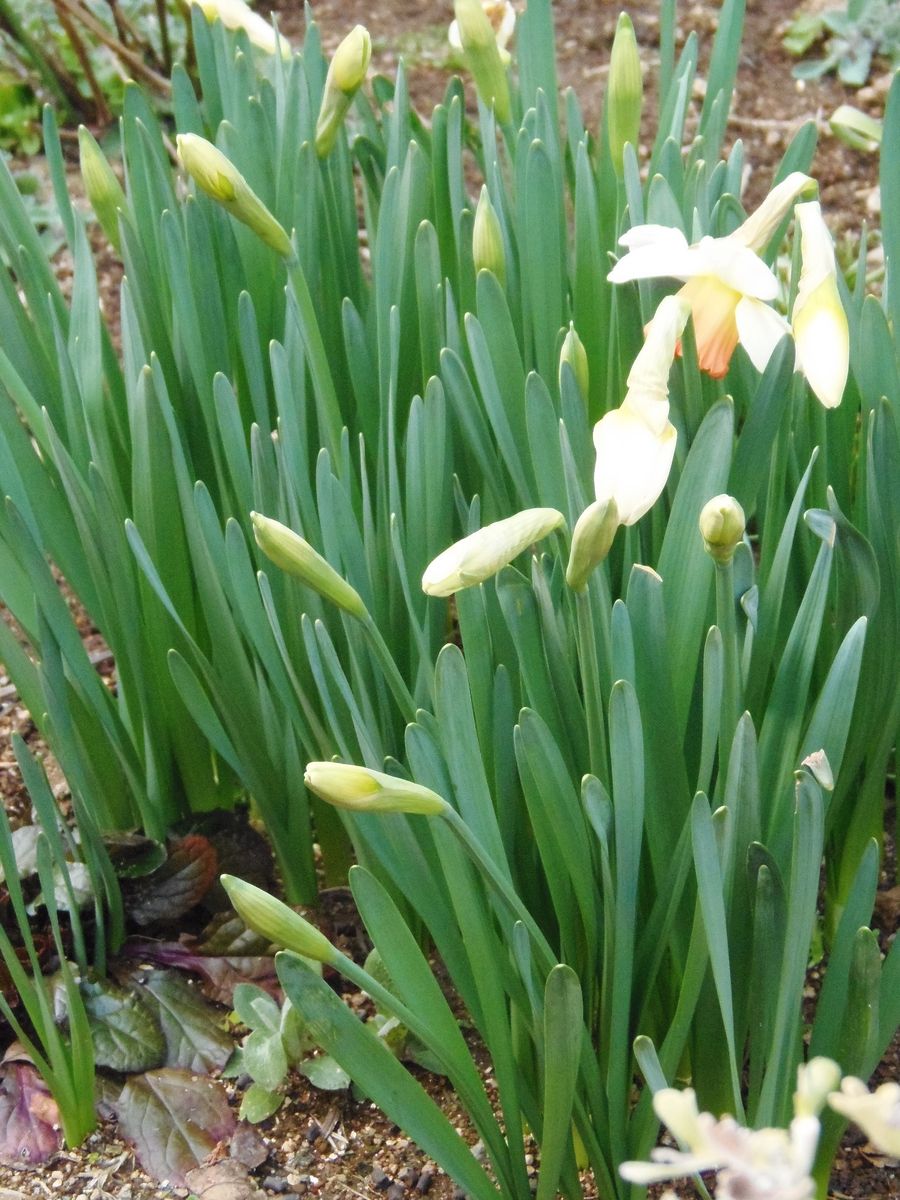 水仙のお花とつぼみ 園芸日記by花かご みんなの趣味の園芸