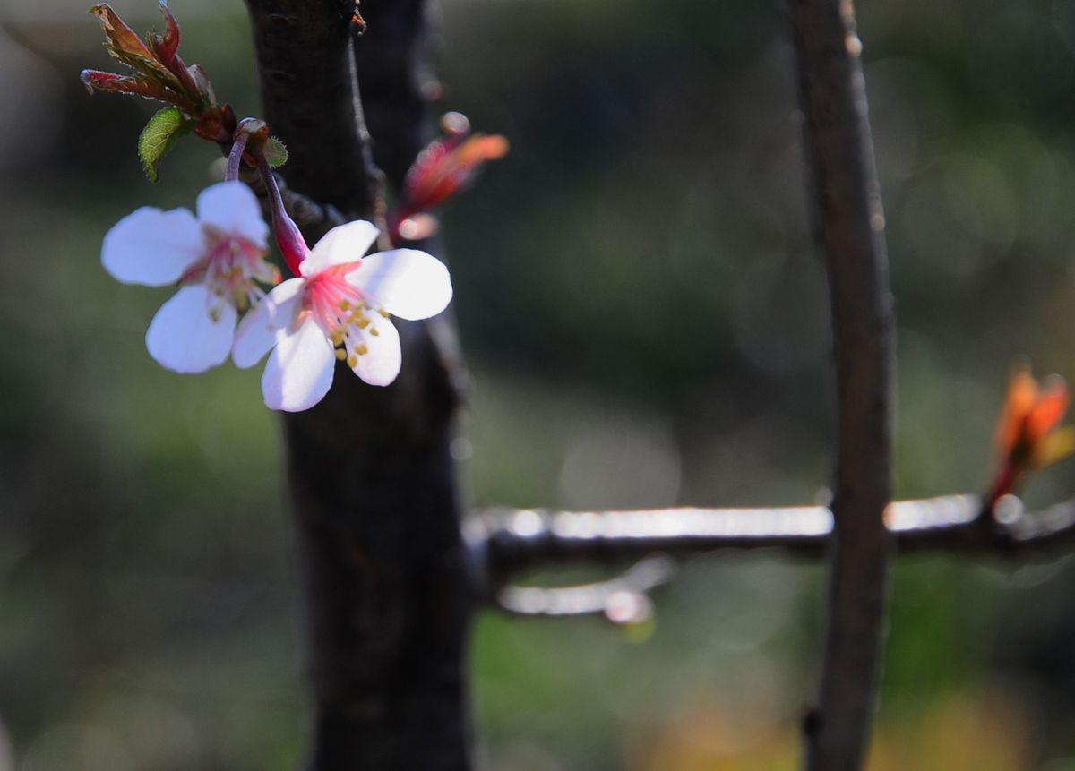 近畿豆桜