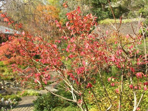 こちらも紅葉