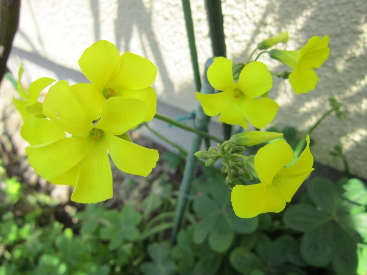 よく増えるお花たち