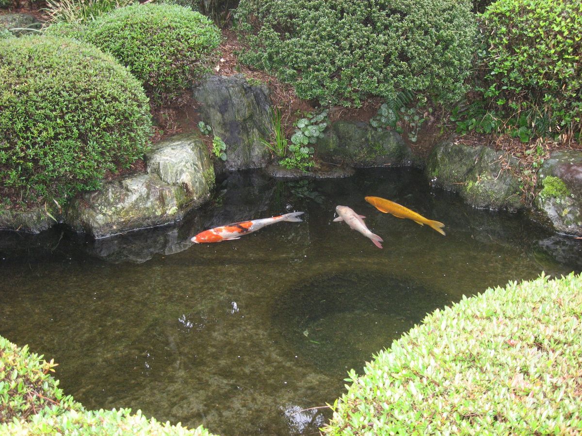 庭の鯉の動き。