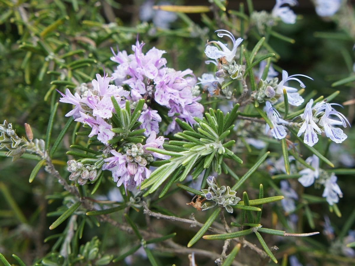 庭の花