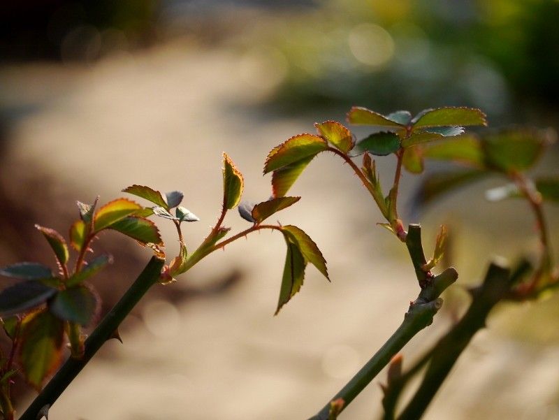 その花　忘れがたく