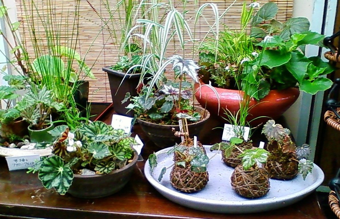 ベゴニアの寄せ植え