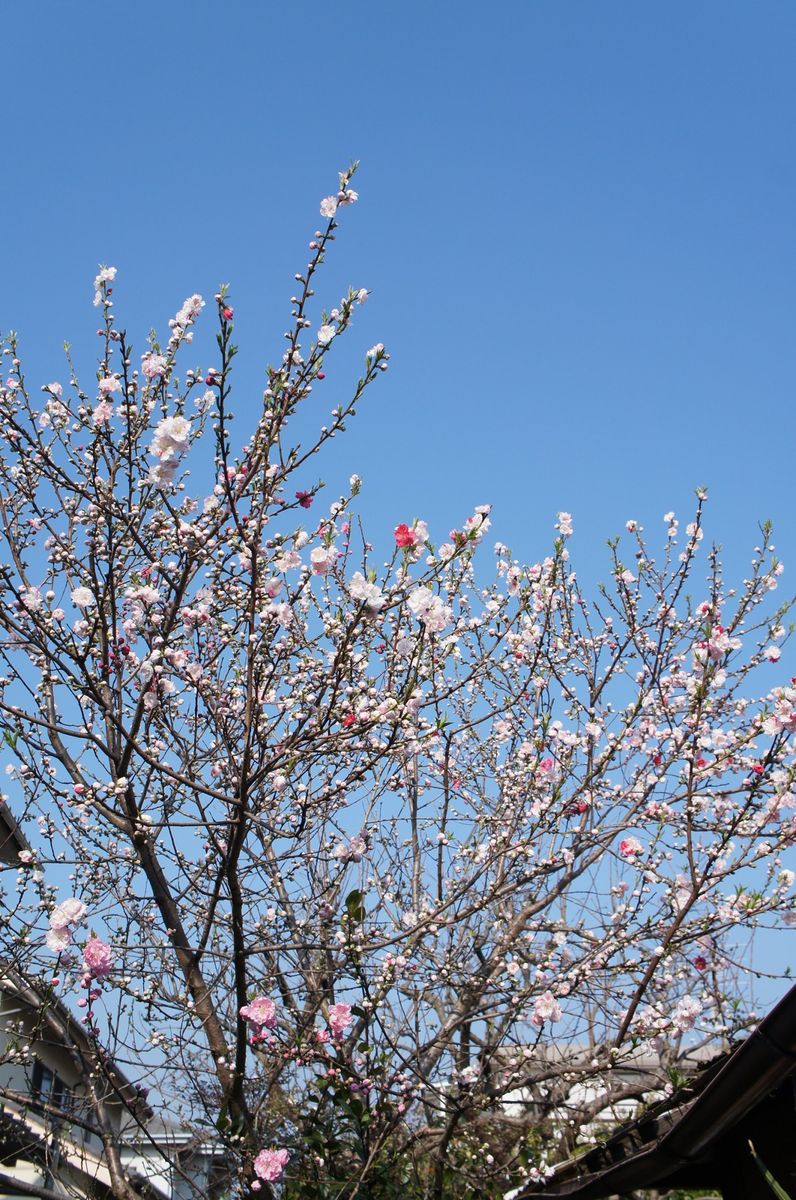 春の花桃　梅　桜一斉に～