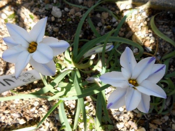 水仙以外の花も～♪