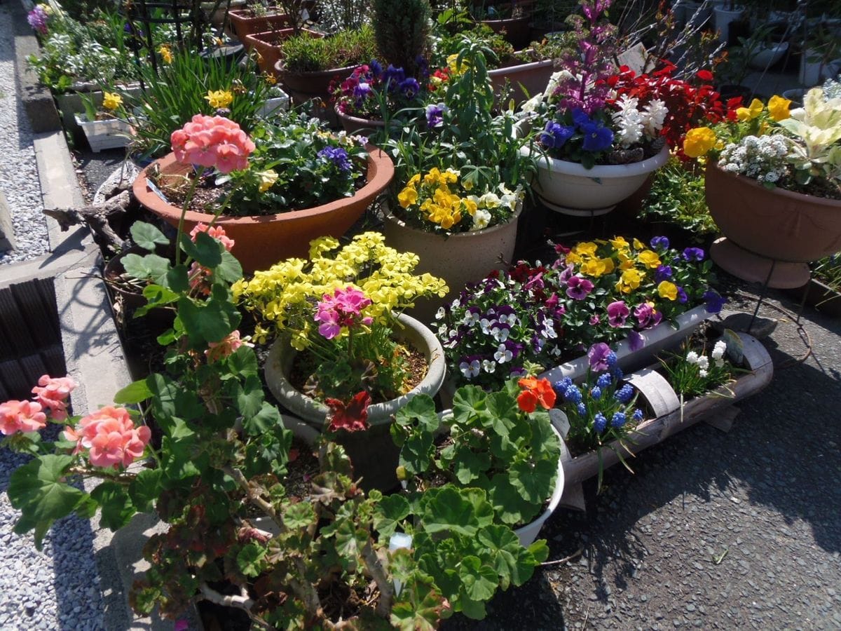 今日の花だより