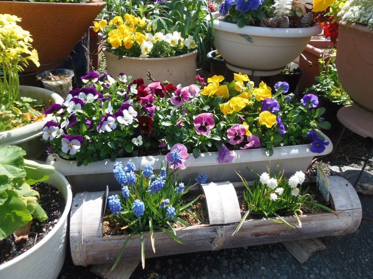 今日の花だより