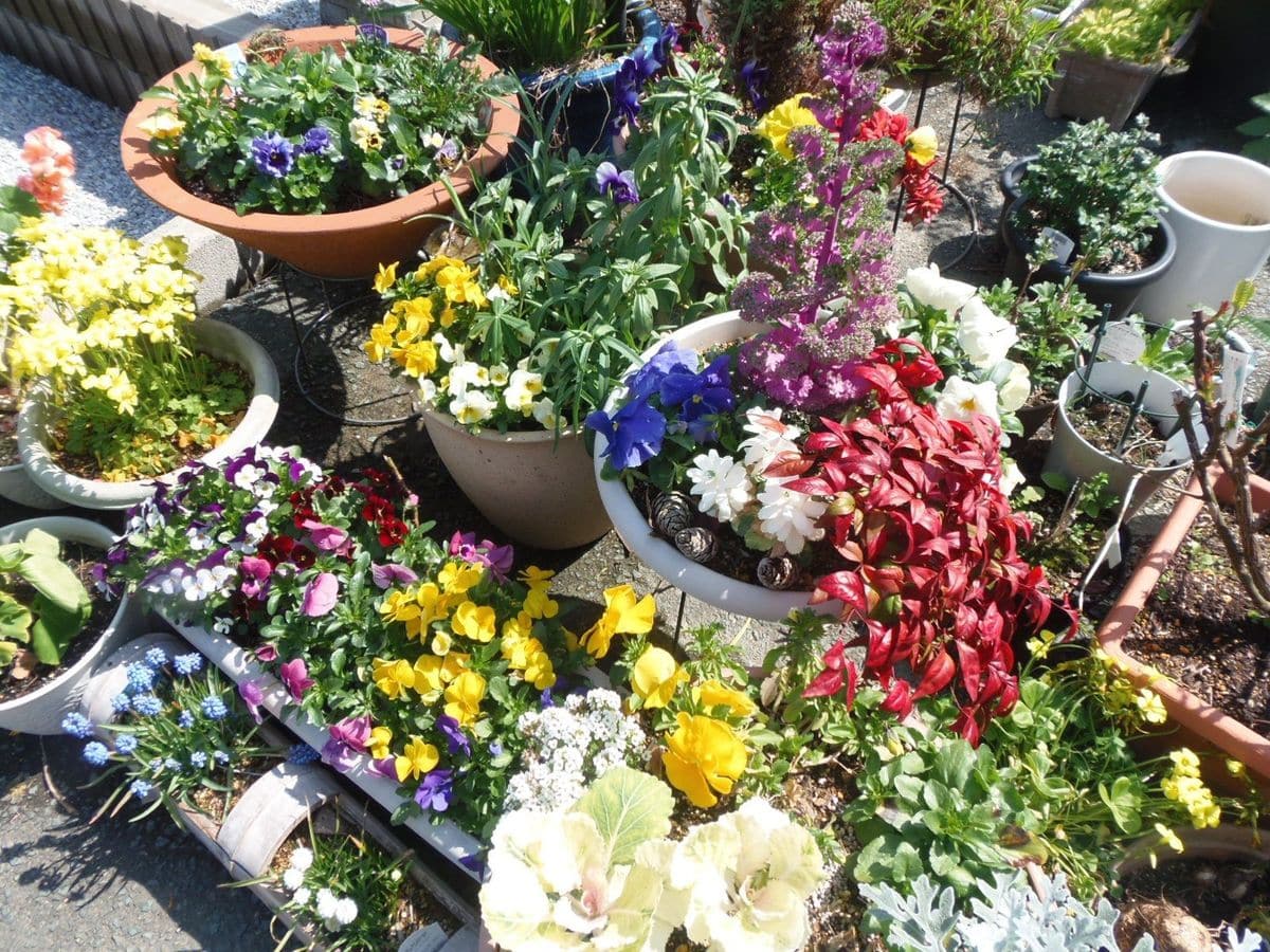 今日の花だより