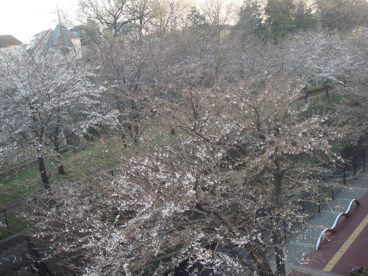 桜の開花