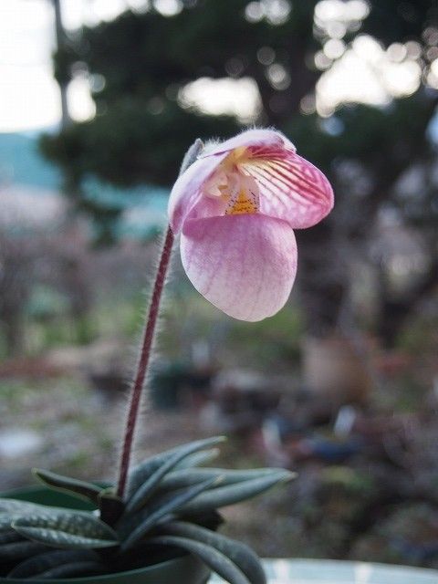 ミクランサムの開花