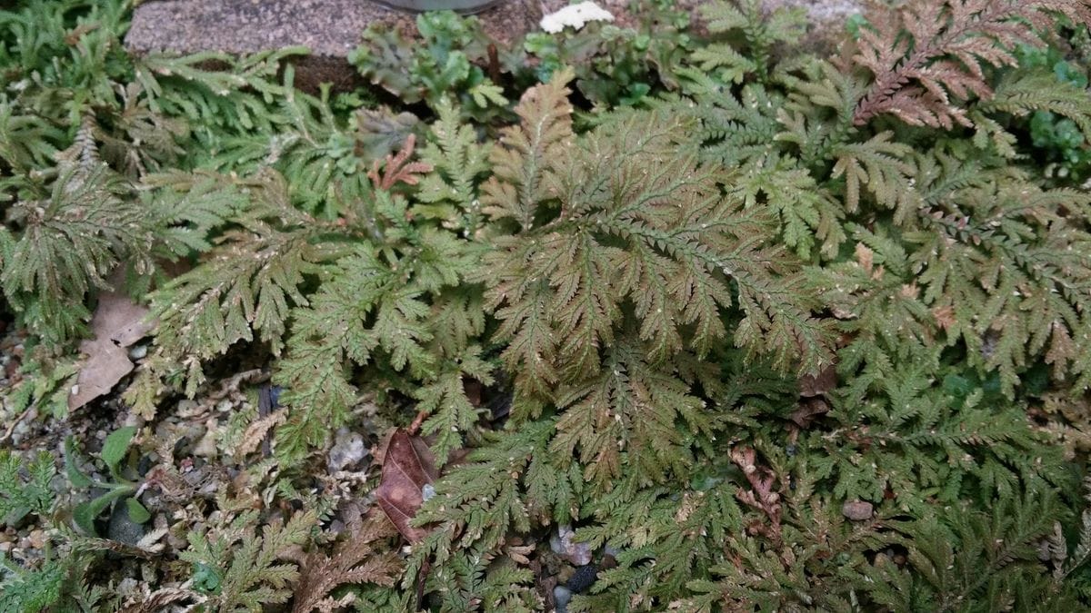 夫の苔とシダ～リクエストにこたえて～