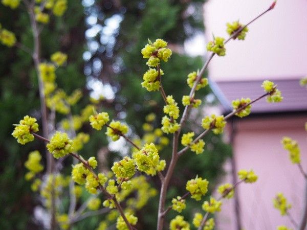 シロモジと下草