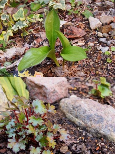 シロモジと下草