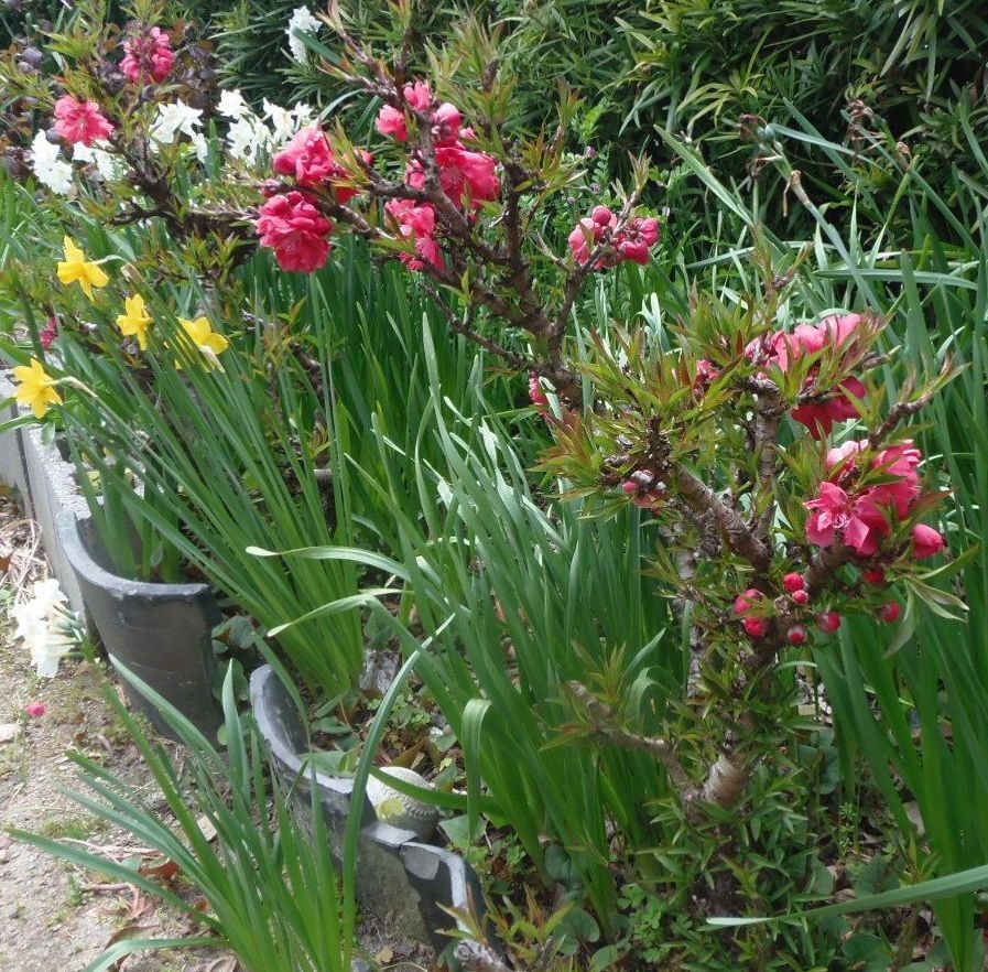 今日の花だより