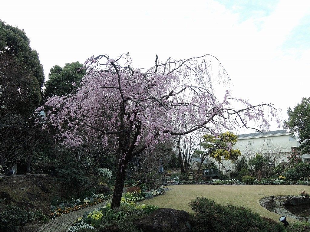 お花見日和！