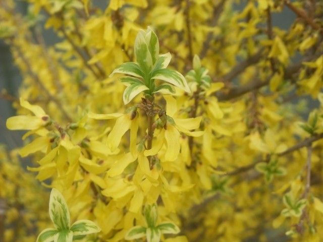 椿、斑入りレンギョウ、桜